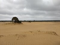 zand zand Beekhuizerzand