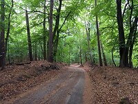 in het Leuvenumse bos