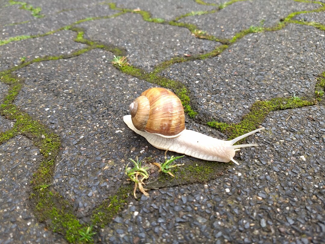 Langzaam verkeer in Hammerstein