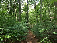 na de berg, een makkelijke route door mooi bos