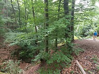 afdalen in de Aspich klamm