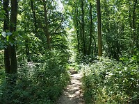 afdalen in het Wellmicher bachtal