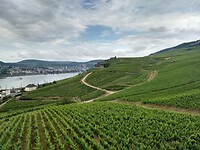 wijngaarden bij Rüdesheim 1