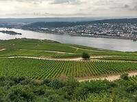 wijngaarden bij Rüdesheim 2