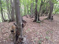 mooie knoestige bomen