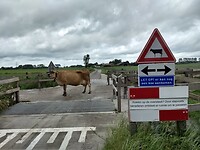 overstekende koeien in Ommeland