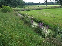 oeverbloemen