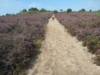 Over de grote stille heide