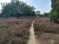 Lemelerveld