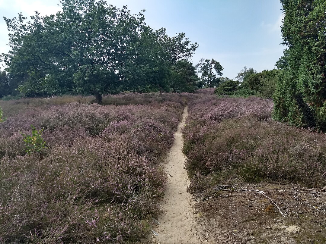 Lemelerveld