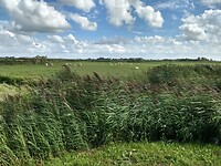 Het winderige Friese platteland