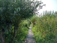Vlonderpaadje naar Rhenoy