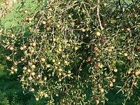 Appels, appels en appels