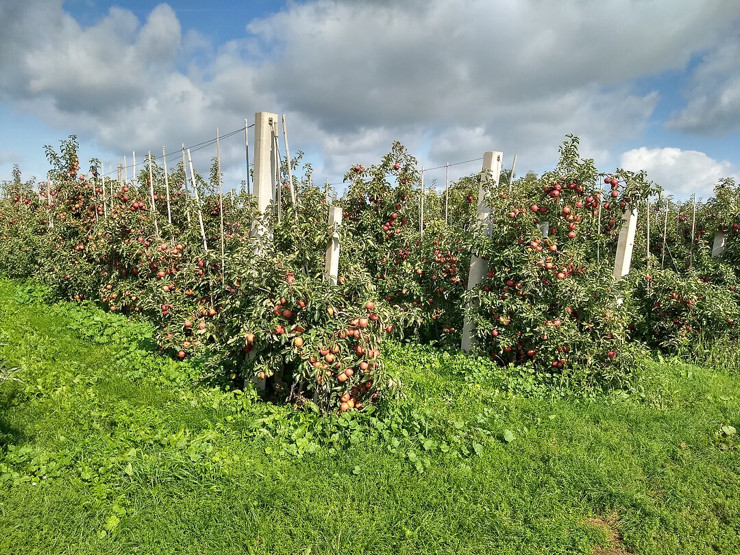 En nog meer bomen