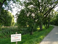 Walnotenbomen bij landgoed Marienwaerdt