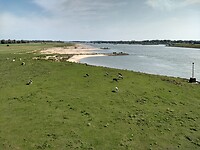 Uiterwaarden van de Waal