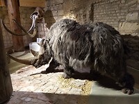 Wolharige neushoorn in museum de Bastei