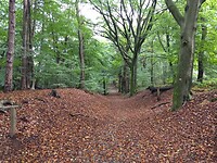 Herfst in het bos bij Beek