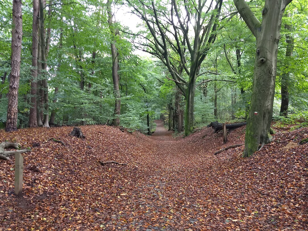 Herfst in het bos bij Beek