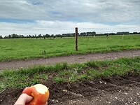 Appelpauze