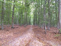 Reichswald
