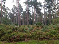 Veel varens
