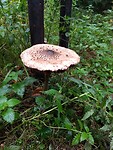 Mooie grote paddestoel