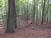 Mooi herfstbos