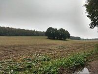 Het Reichswald uit
