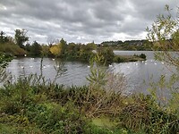 Zwanen in de Eijsder Beemden