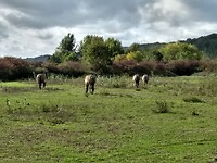 Konikpaarden bij de Hoogenweerth