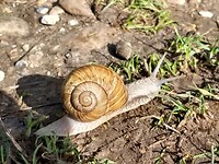 Ook op weg naar de Dolsberg