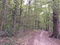 Onderste bos, bovenop de heuvel