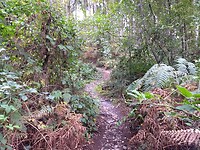 Bovenste bos