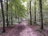 Vijlenerbos