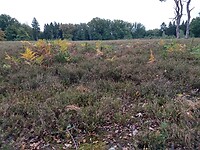 Eperheide