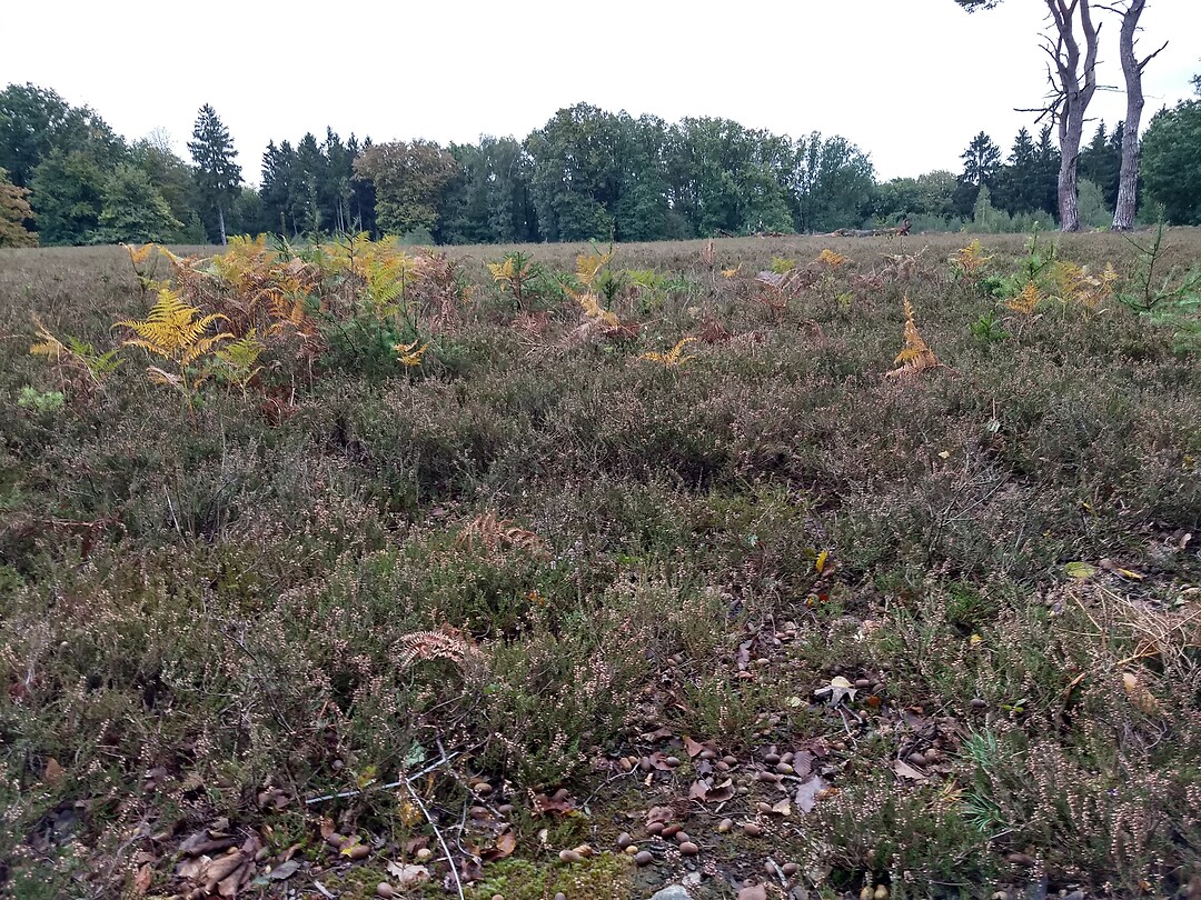 Eperheide
