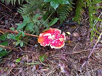 Herfst in het onderste bos