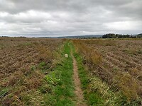 Tussen de aardappelvelden
