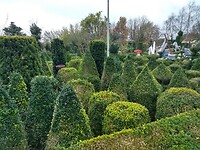 buxus collectie