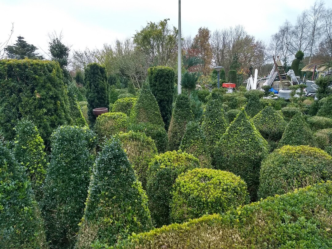 buxus collectie