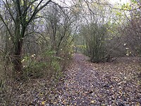 Winschoterbos