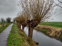 langs knotwilgen Warffum uit