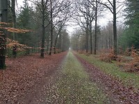 heel lange keienweg ten noorden van Exloo