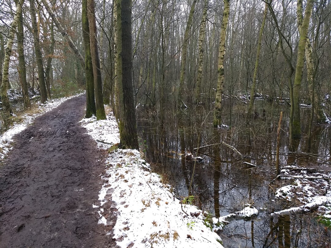 winterse wandeling bij Anloo