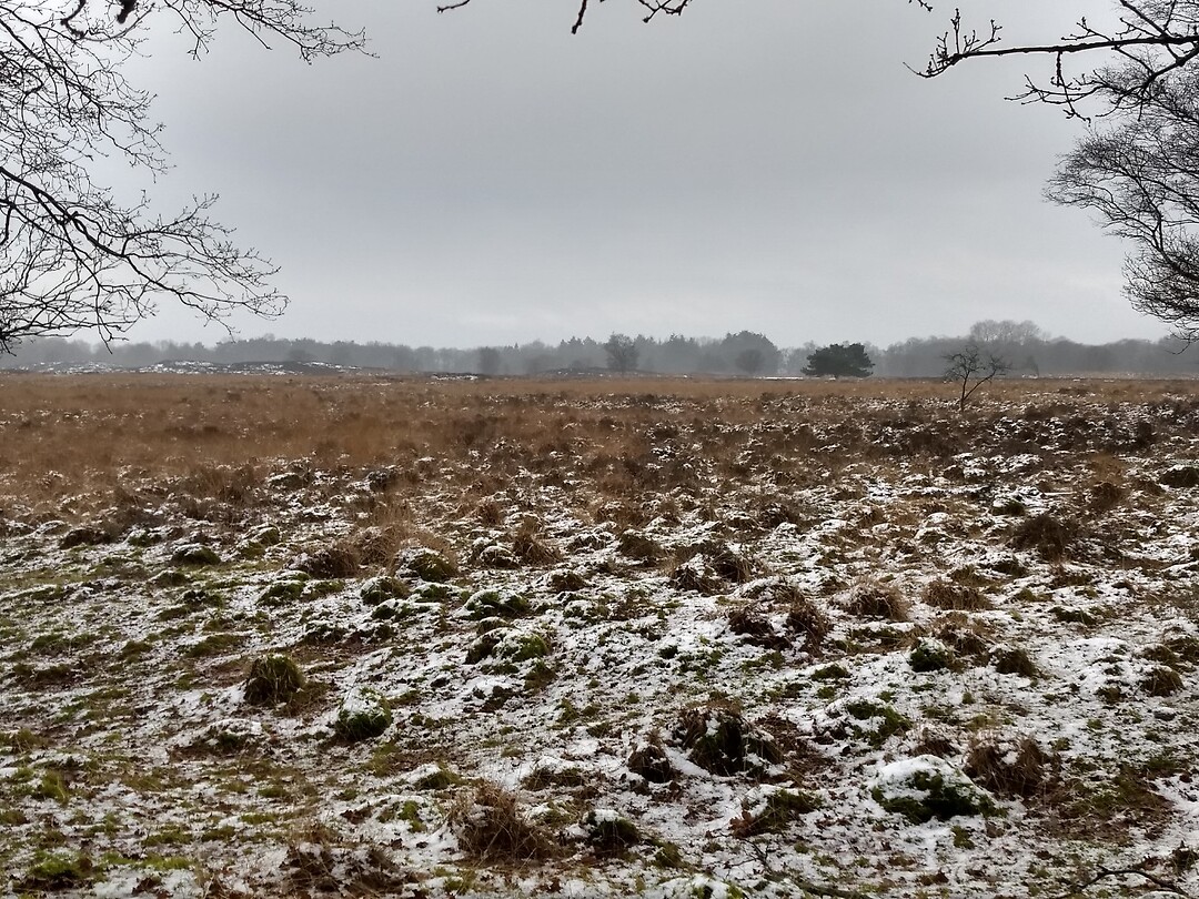 winters veld Anloo