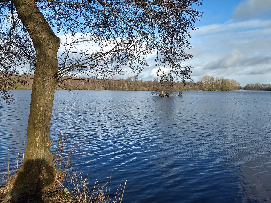 Friescheveen
