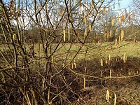 het begin van de lente