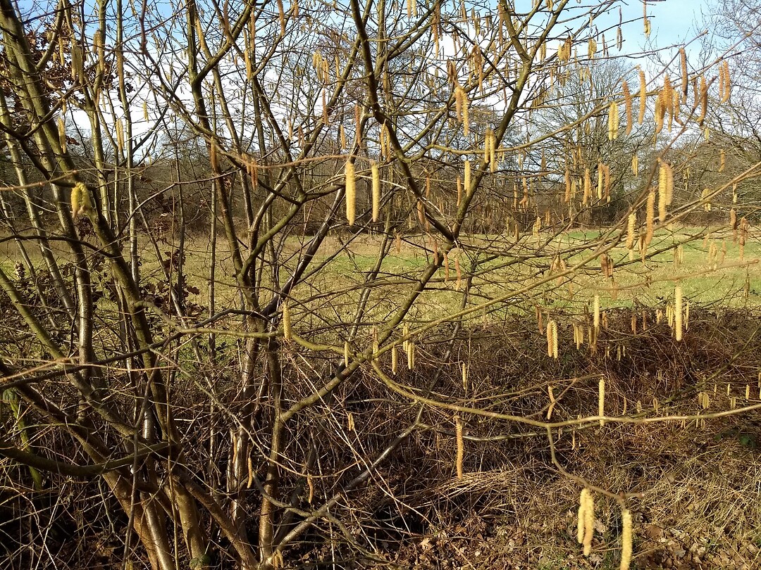 het begin van de lente
