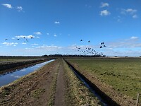 Ganzen in de Onlanden